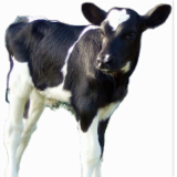 Logo de l'employeur SCEA LA FERME DU PETIT VEAU RIGOLO