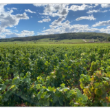 Logo de l'employeur DOMAINE LUCIEN BOILLOT