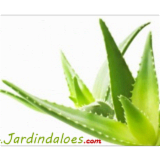 Logo de l'employeur JARDINS D'ALOES
